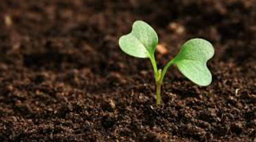 7 Steps to a Healthy Green Lawn