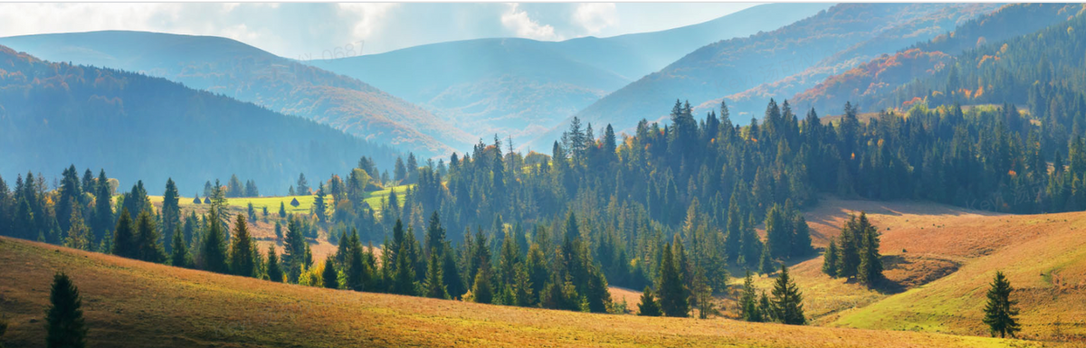 Global Lawn Grass Guide:Best Types for Your Climate