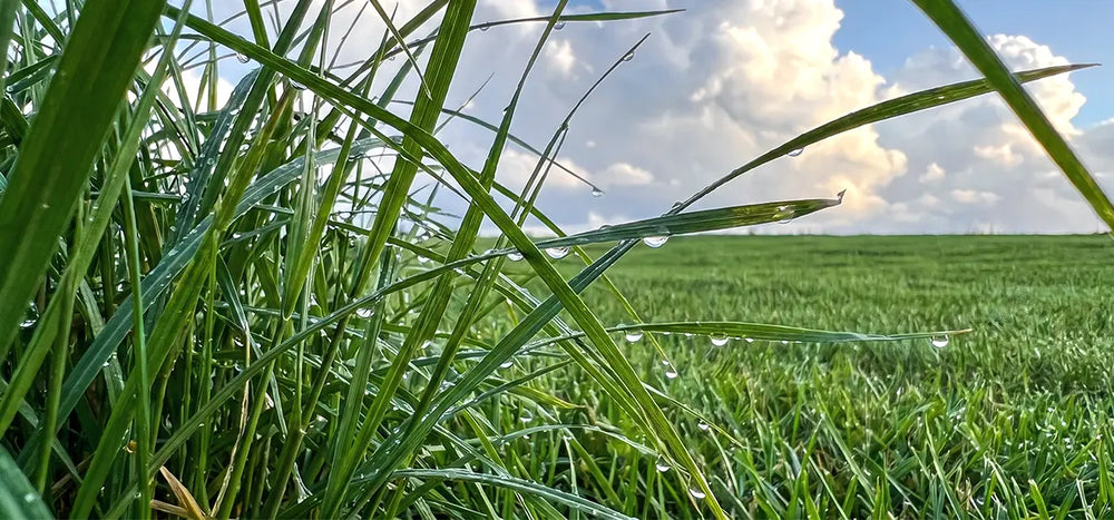 Damp grass
