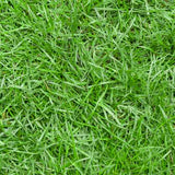 Zoysia Grass